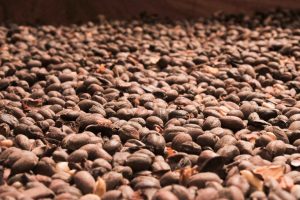 Tour del Café en Costa Rica VIVE