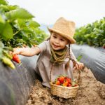 vive el Tour de Fresas en Costa Rica