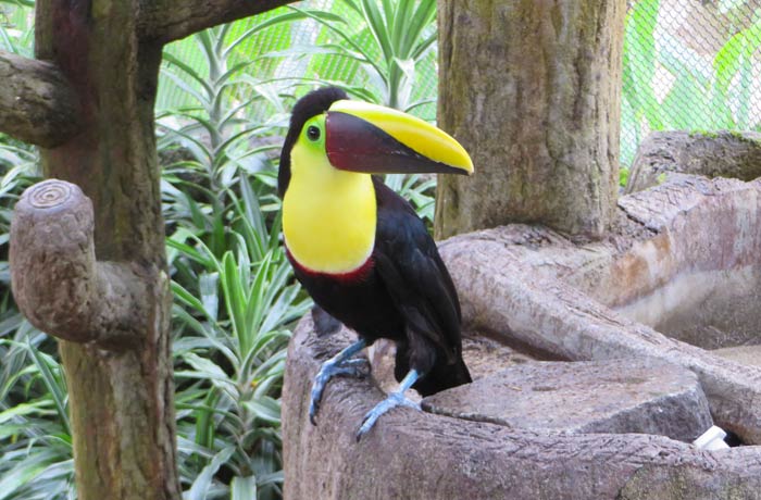 Tour Conociendo Alajuela 🇨🇷 | Cultura, historia y naturaleza en Costa Rica