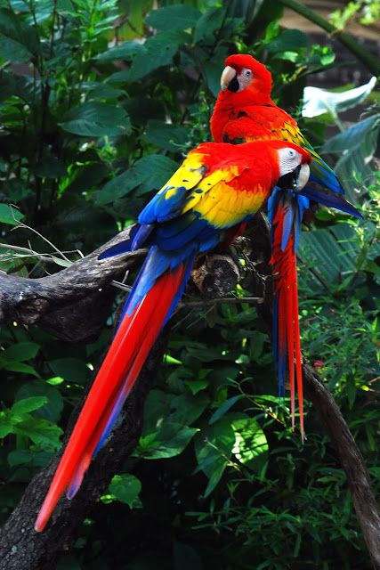 Guacamaya roja en su hábitat natural. Ecoturismo y avistamiento de aves en Costa Rica con Tribu Verde Travel.