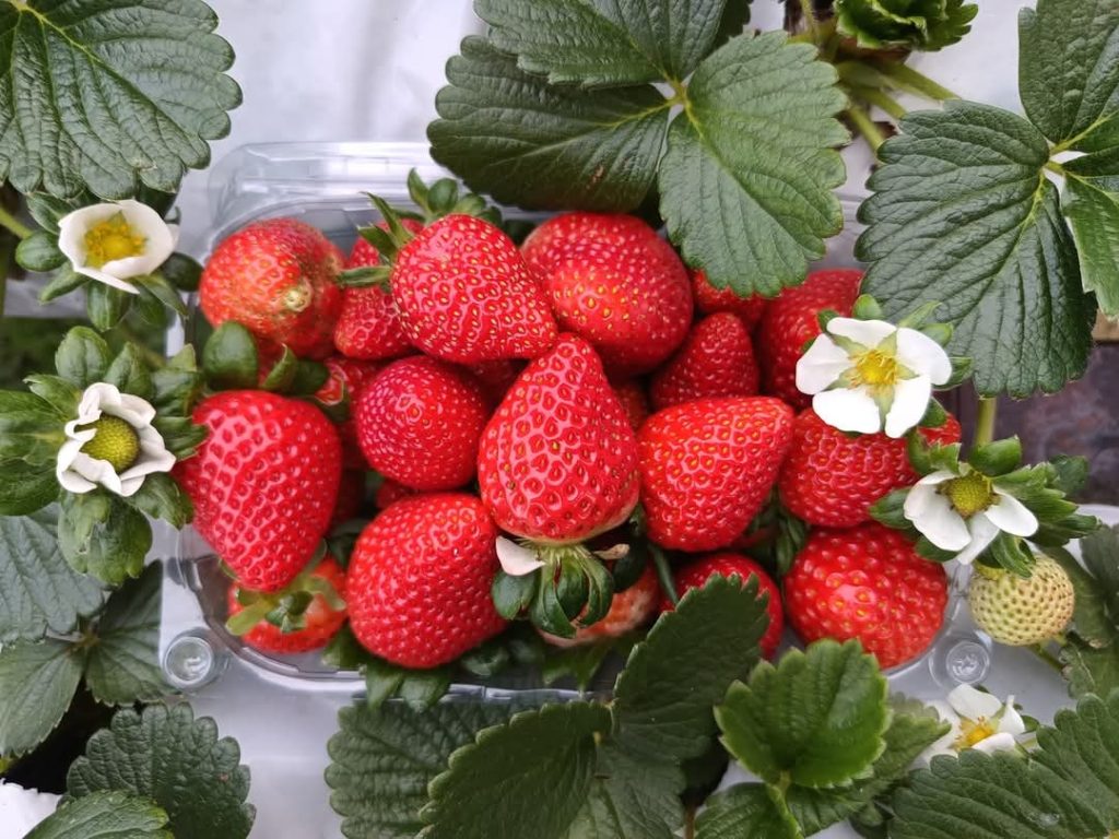 Strawberry Tour Poasito Alajuela Costa Rica