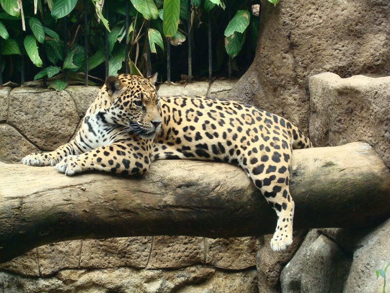 🌋 Combo 3-en-1: Volcán Poás, Cataratas La Paz y Tour de Café Doka - Image 9